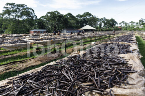 Trocknen fermentierter Vanilleschoten (Uganda, Esco) - lobOlmo Fair-Trade-Fotoarchiv