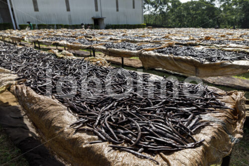 Trocknen fermentierter Vanilleschoten (Uganda, Esco) - lobOlmo Fair-Trade-Fotoarchiv
