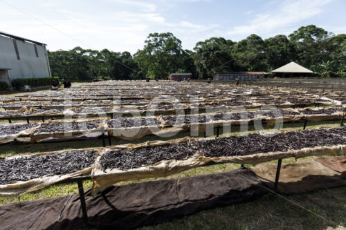 Trocknen fermentierter Vanilleschoten (Uganda, Esco) - lobOlmo Fair-Trade-Fotoarchiv