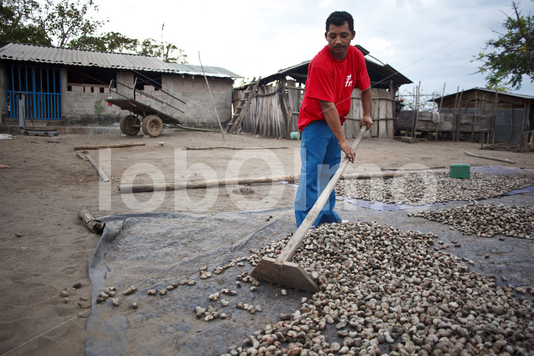 Trocknen geernteter Cashews (El Salvador, APRAINORES) - lobOlmo Fair-Trade-Fotoarchiv