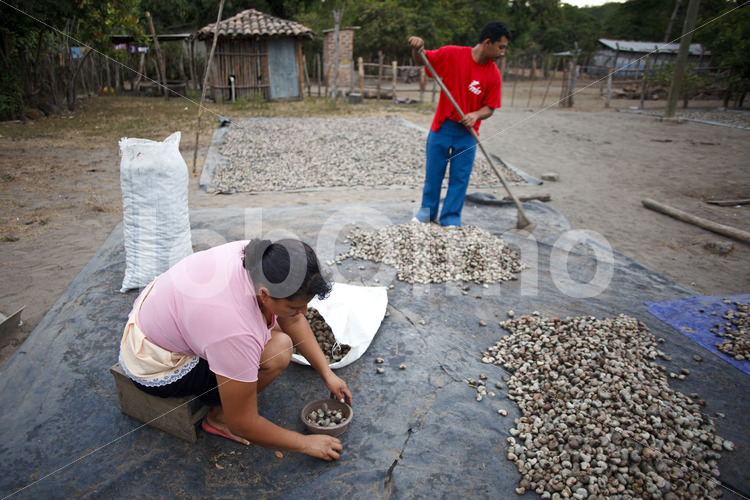 Trocknen geernteter Cashews (El Salvador, APRAINORES) - lobOlmo Fair-Trade-Fotoarchiv