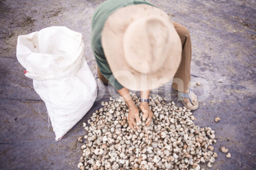 Trocknen geernteter Cashews (El Salvador, APRAINORES) - lobOlmo Fair-Trade-Fotoarchiv