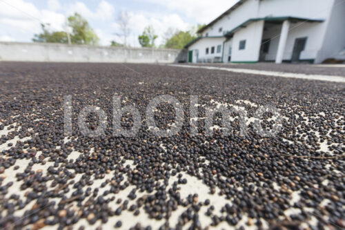 Trocknen geernteter Pfefferbeeren (Sri Lanka, SOFA/BioFoods) - lobOlmo Fair-Trade-Fotoarchiv