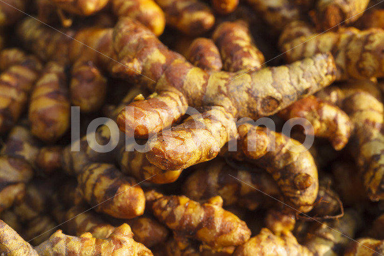 Trocknen gekochter Kurkuma-Rhizome (Sri Lanka, PODIE) - lobOlmo Fair-Trade-Fotoarchiv