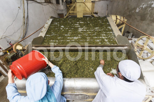 Trocknen gerollter Teeblätter (Nepal, KTE) - lobOlmo Fair-Trade-Fotoarchiv