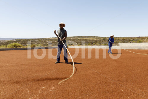 Trocknen von Rooibos (Südafrika, Heiveld) - lobOlmo Fair-Trade-Fotoarchiv