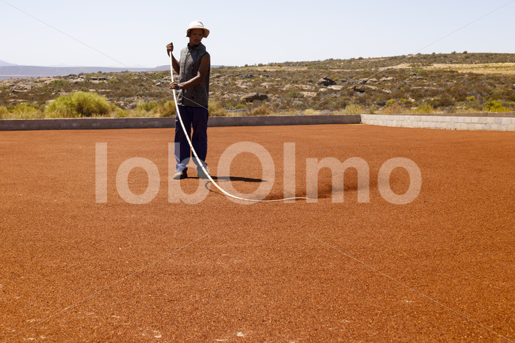 Trocknen von Rooibos (Südafrika, Heiveld) - lobOlmo Fair-Trade-Fotoarchiv