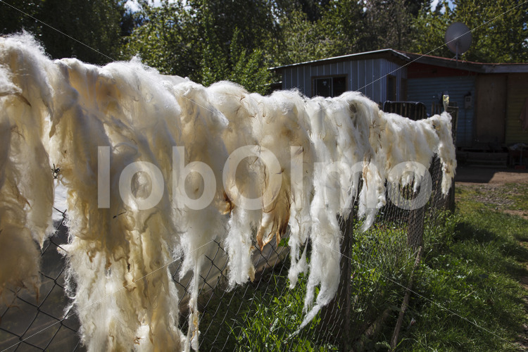 Trocknen von Schafwolle (Chile, Chol-Chol) - lobOlmo Fair-Trade-Fotoarchiv