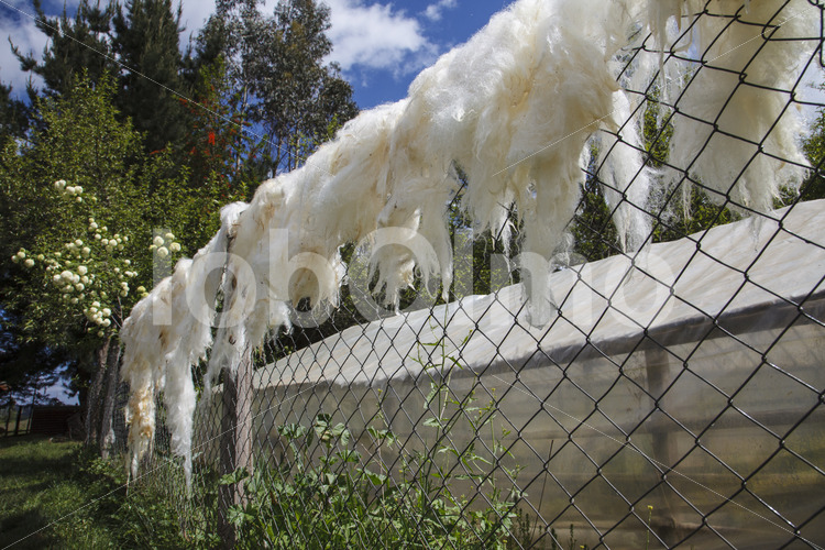 Trocknen von Schafwolle (Chile, Chol-Chol) - lobOlmo Fair-Trade-Fotoarchiv