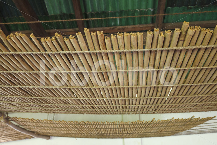 Trocknen von Zimtquills (Sri Lanka, SOFA/BioFoods) - lobOlmo Fair-Trade-Fotoarchiv