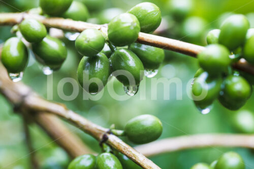 Unreife Kaffeekirschen (Peru, COCLA) - lobOlmo Fair-Trade-Fotoarchiv