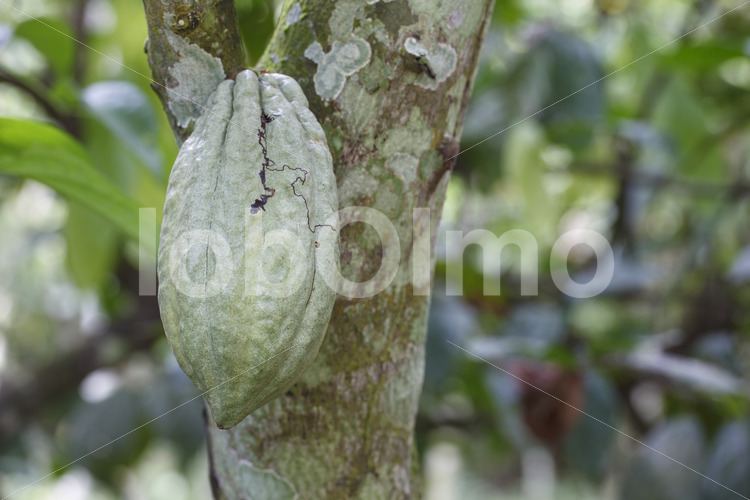 Unreife Kakaofrucht (Ghana, ABOCFA) - lobOlmo Fair-Trade-Fotoarchiv