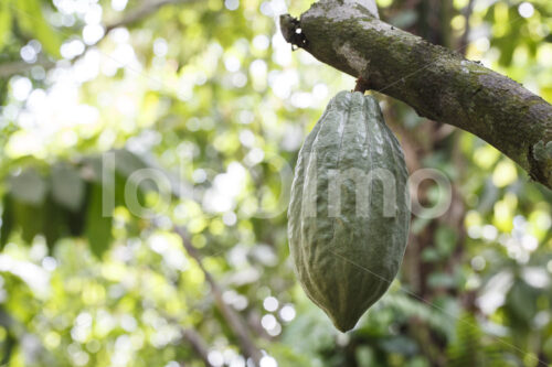 Unreife Kakaofrucht (Ghana, ABOCFA) - lobOlmo Fair-Trade-Fotoarchiv