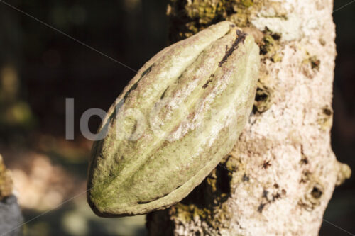 Unreife Kakaofrucht (Ghana, Kuapa Kokoo) - lobOlmo Fair-Trade-Fotoarchiv