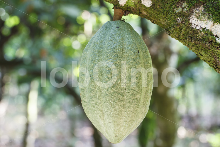 Unreife Kakaofrucht (Ghana, Kuapa Kokoo) - lobOlmo Fair-Trade-Fotoarchiv