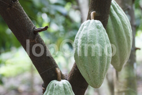 Unreife Kakaofrüchte (Ghana, ABOCFA) - lobOlmo Fair-Trade-Fotoarchiv