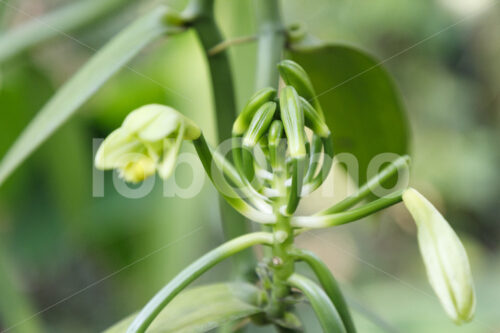 Vanilleblüten (Uganda, RFCU) - lobOlmo Fair-Trade-Fotoarchiv