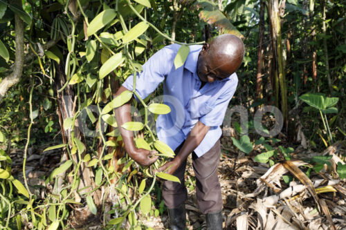 Vanilleernte (Uganda, RFCU) - lobOlmo Fair-Trade-Fotoarchiv