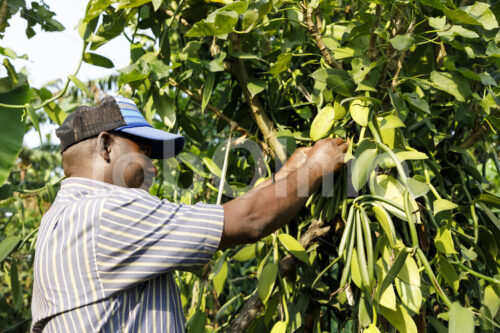 Vanilleernte (Uganda, RFCU) - lobOlmo Fair-Trade-Fotoarchiv