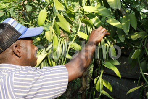 Vanilleernte (Uganda, RFCU) - lobOlmo Fair-Trade-Fotoarchiv