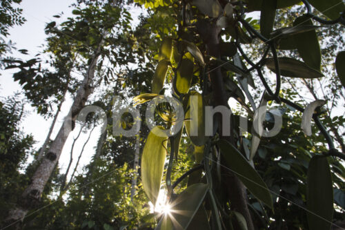 Vanillepflanze mit Blüte (Sri Lanka, PODIE) - lobOlmo Fair-Trade-Fotoarchiv
