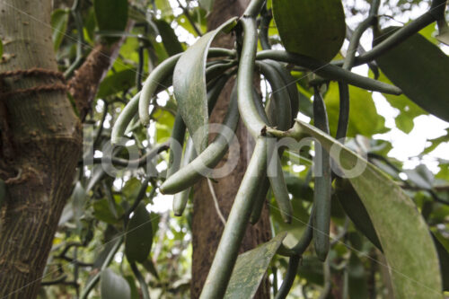 Vanilleschoten (Sri Lanka, PODIE) - lobOlmo Fair-Trade-Fotoarchiv