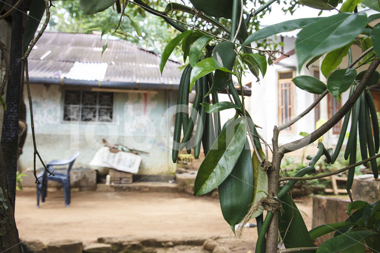Vanilleschoten (Sri Lanka, PODIE) - lobOlmo Fair-Trade-Fotoarchiv
