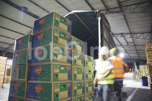 Verladen von Bananen am Hafen von Machala (Ecuador, UROCAL) - lobOlmo Fair-Trade-Fotoarchiv