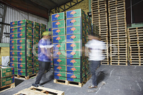 Verladen von Bananen am Hafen von Machala (Ecuador, UROCAL) - lobOlmo Fair-Trade-Fotoarchiv