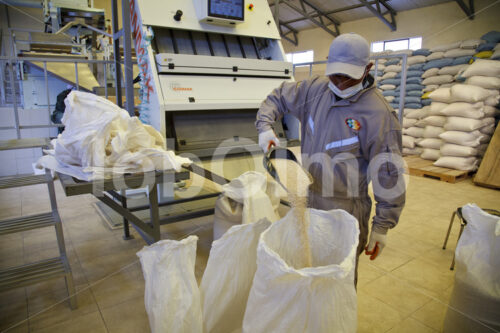 Verpacken der Quinoa (Bolivien, ANAPQUI) - lobOlmo Fair-Trade-Fotoarchiv