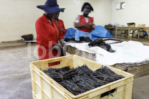 Verpacken von Gourmet-Vanilleschoten (Uganda, Esco) - lobOlmo Fair-Trade-Fotoarchiv