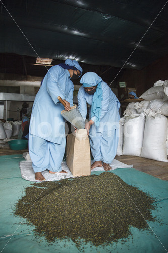 Verpacken von Grünem Tee (Nepal, KTE) - lobOlmo Fair-Trade-Fotoarchiv