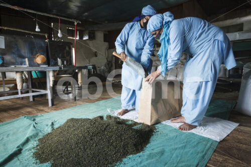 Verpacken von Grünem Tee (Nepal, KTE) - lobOlmo Fair-Trade-Fotoarchiv