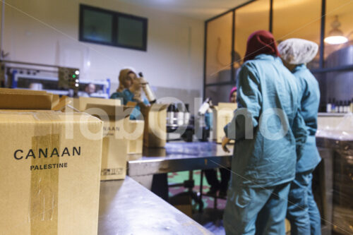 Verpacken von Olivenöl (Palästina, CANAAN) - lobOlmo Fair-Trade-Fotoarchiv