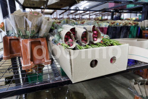 Verpacken von Schnittrosen (Kenia, Panda Flowers) - lobOlmo Fair-Trade-Fotoarchiv