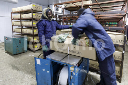 Verpacken von Schnittrosen (Kenia, Panda Flowers) - lobOlmo Fair-Trade-Fotoarchiv