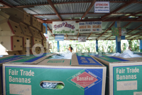 Versandfertige Bananen (Ecuador, UROCAL) - lobOlmo Fair-Trade-Fotoarchiv