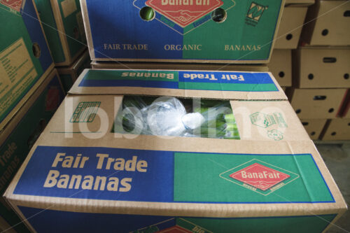Versandfertige Bananen (Ecuador, UROCAL) - lobOlmo Fair-Trade-Fotoarchiv