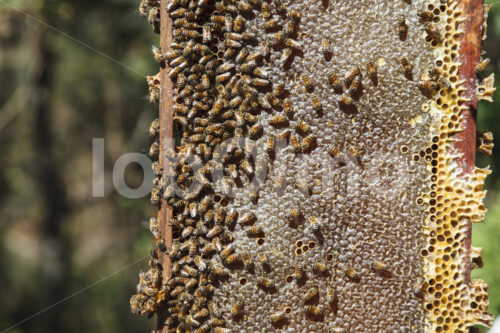 Wabe mit Bienen (Guatemala, GUAYA’B) - lobOlmo Fair-Trade-Fotoarchiv