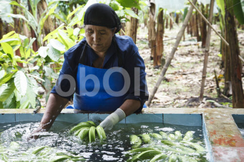 Waschen geernteter Bananen (Ecuador, UROCAL) - lobOlmo Fair-Trade-Fotoarchiv