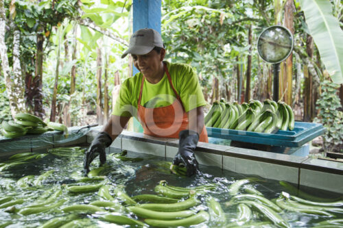 Waschen geernteter Bananen (Ecuador, UROCAL) - lobOlmo Fair-Trade-Fotoarchiv