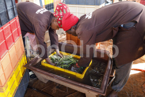 Waschen grüner Vanilleschoten (Uganda, Esco) - lobOlmo Fair-Trade-Fotoarchiv