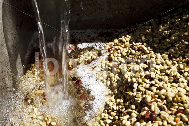 Waschen von Kaffeebohnen (Mexiko, UCOAAC) - lobOlmo Fair-Trade-Fotoarchiv