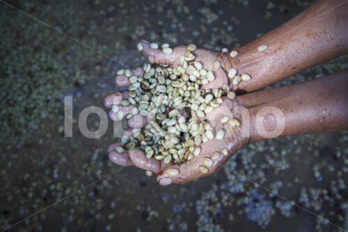 Waschen von Kaffeebohnen (Peru, COCLA) - lobOlmo Fair-Trade-Fotoarchiv