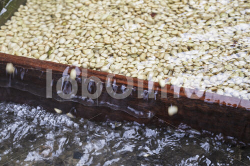 Waschen von Kaffeebohnen (Peru, COCLA) - lobOlmo Fair-Trade-Fotoarchiv