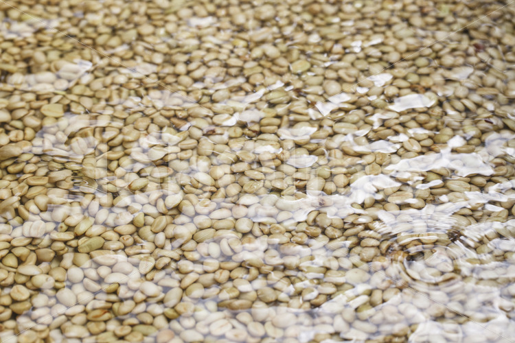 Waschen von Kaffeebohnen (Peru, COCLA) - lobOlmo Fair-Trade-Fotoarchiv