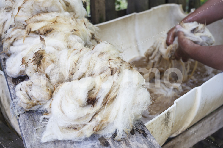 Waschen von Schafwolle (Chile, Chol-Chol) - lobOlmo Fair-Trade-Fotoarchiv