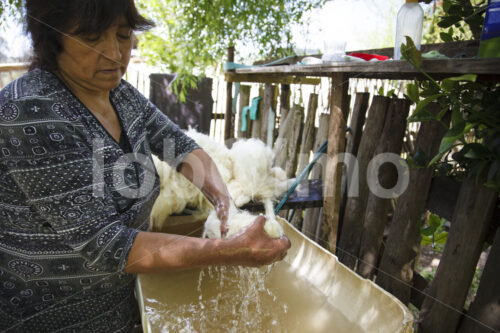 Waschen von Schafwolle (Chile, Chol-Chol) - lobOlmo Fair-Trade-Fotoarchiv