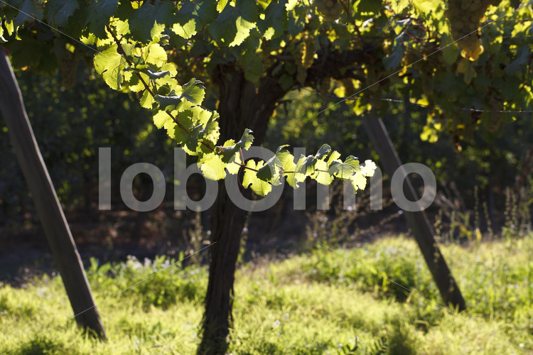 Weinblätter (Chile, Vinos Lautaro) - lobOlmo Fair-Trade-Fotoarchiv