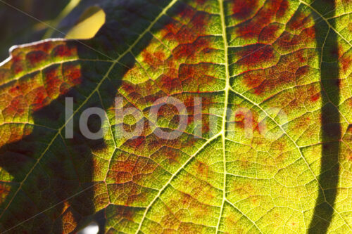 Weinblatt (Chile, Vinos Lautaro) - lobOlmo Fair-Trade-Fotoarchiv